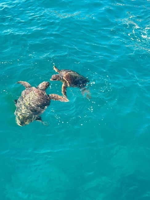 Zakynthos: Turtle Spotting Cruise with Glass-Bottom Boat - Who Should Consider This Tour?