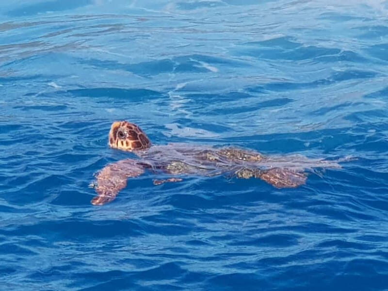Zakynthos: Turtle Spotting Cruise with Glass-Bottom Boat - Frequently Asked Questions (FAQs)