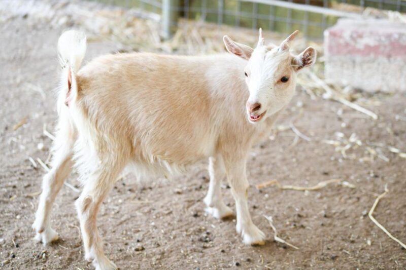 Zante: Half-Day Tour to Navagio, Blue Caves & White Beach - FAQs