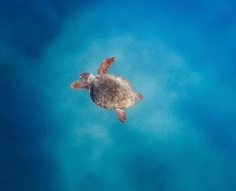 Zante Private Boat: Marathonisi, Keri Caves, Mizitres (max5) - An Inside Look at the Tour Itinerary