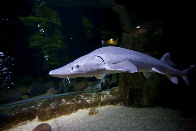 Zaragoza Aquarium Admission Ticket - What You Can Expect to See