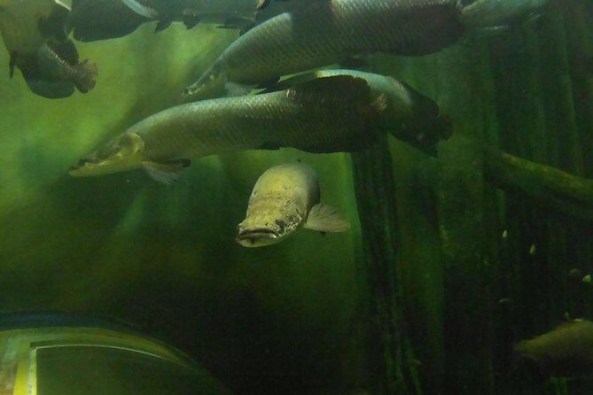 Zaragoza Aquarium Admission Ticket - Visitor Feedback: The Good and the Not-So-Good