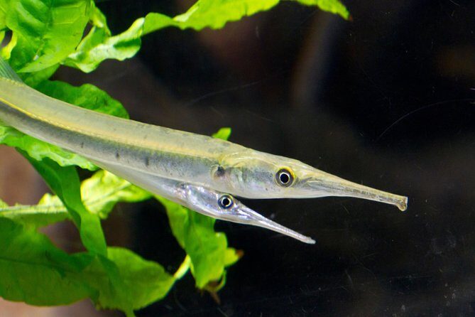 Zaragoza Aquarium Admission Ticket - Who Should Visit?