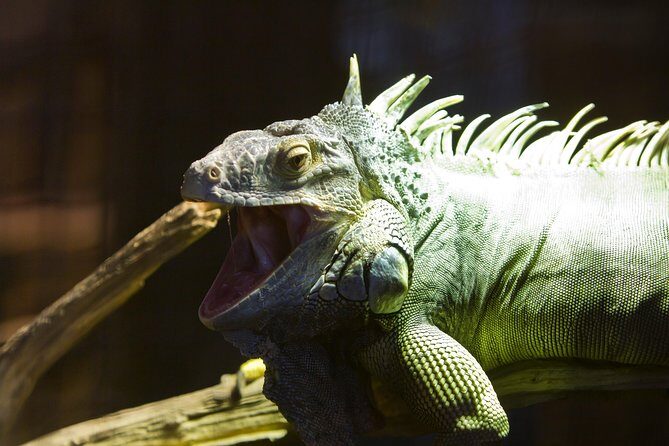 Zaragoza Aquarium Admission Ticket - FAQs