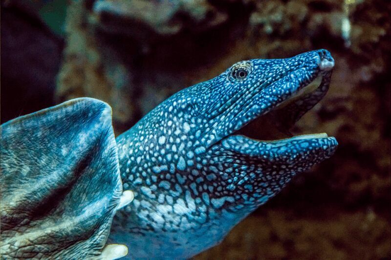 Zaragoza : Aquarium entry ticket - What Does the Aquarium Look Like?