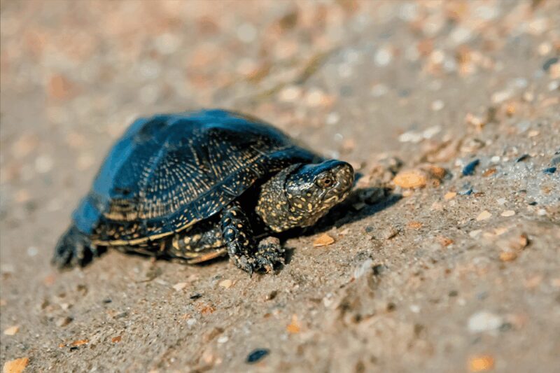 Zaragoza : Aquarium entry ticket - Entry and Accessibility