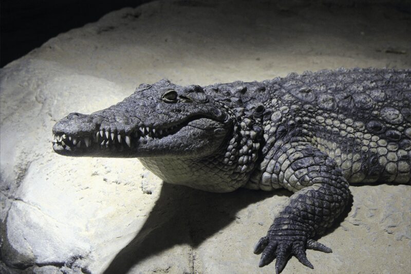 Zaragoza : Aquarium entry ticket - Price vs. Value