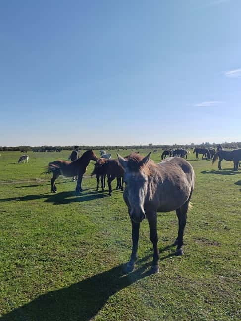 Zasavica Safari Tour - Key Points