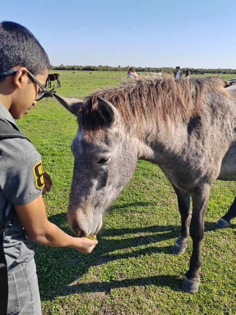 Zasavica Safari Tour - What to Expect from the Zasavica Safari Tour