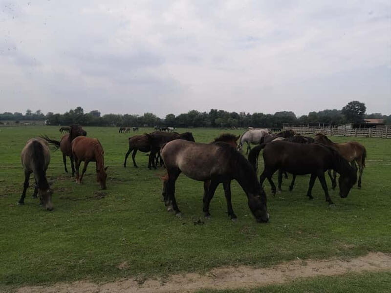 Zasavica Safari Tour - Who’s This Tour Best For?