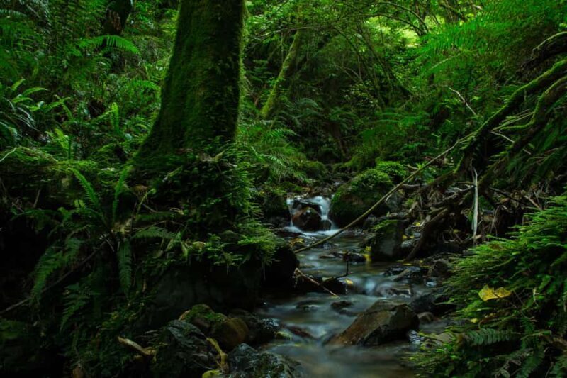 Zealandia by Day Tour - Why This Tour Works Well