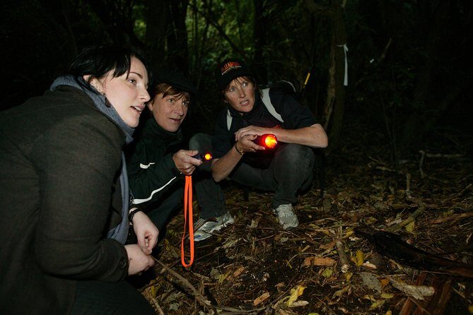 Zealandia Small Group Eco Wildlife Night Tour - What to Expect from the Zealandia Night Tour