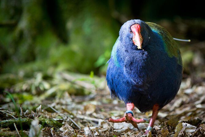 Zealandia - Twilight Guided Eco Wildlife Tour - Key Points