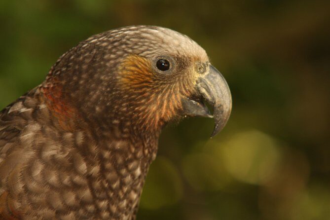 Zealandia - Twilight Guided Eco Wildlife Tour - What Travelers Say