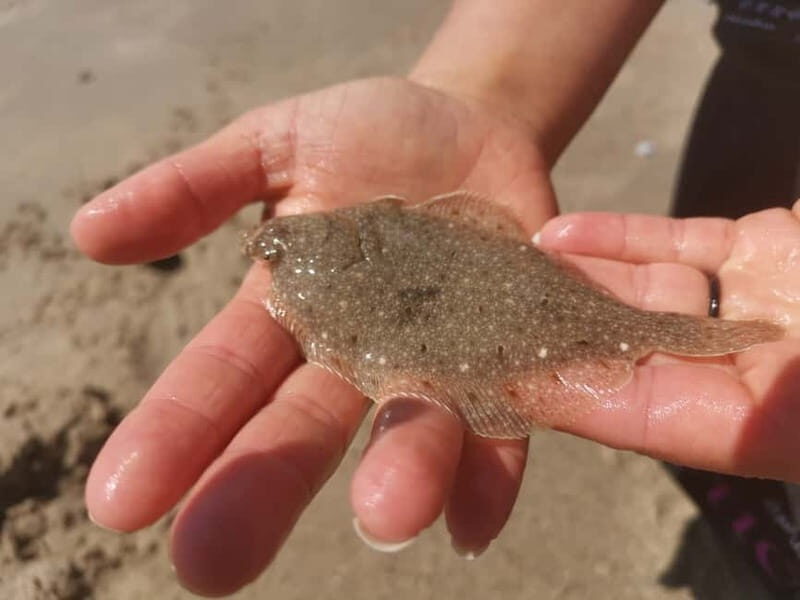 Zeeland Strand safari met visnet NL/DE - Key Points