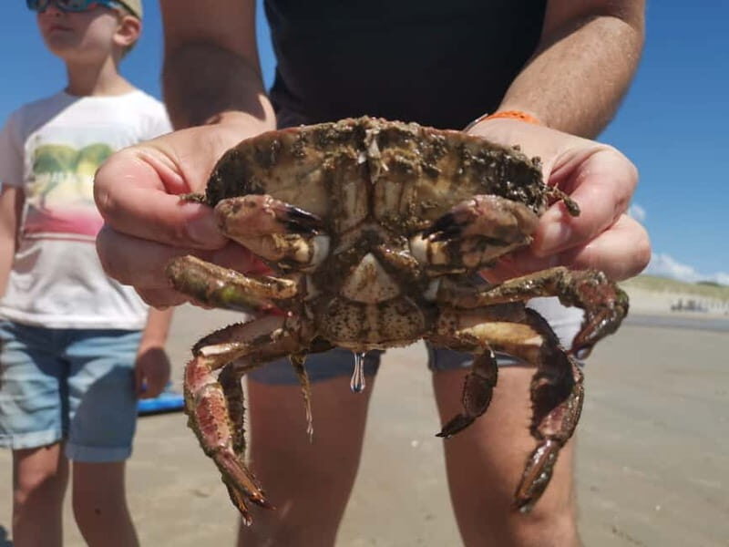 Zeeland Strand safari met visnet NL/DE - Exploring the Zeeland Strand Safari in Detail
