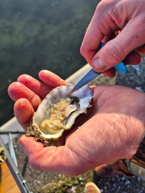 Zeeland Wild Oyster Picking Tour with drink and BBQ. - FAQs
