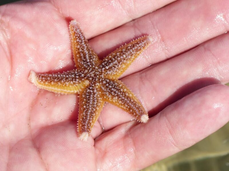 Zeeland Zeehonden strand safari NL/DE - The Sum Up