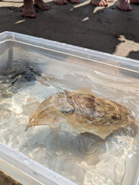 Zeeland Zeehonden strand safari NL/DE - FAQ