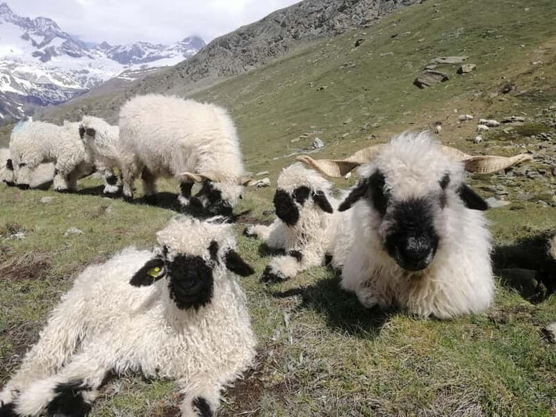 Zermatt: Matterhorn Glacier Paradise & Schwarzsee Hike - Final Thoughts: Is It Worth It?