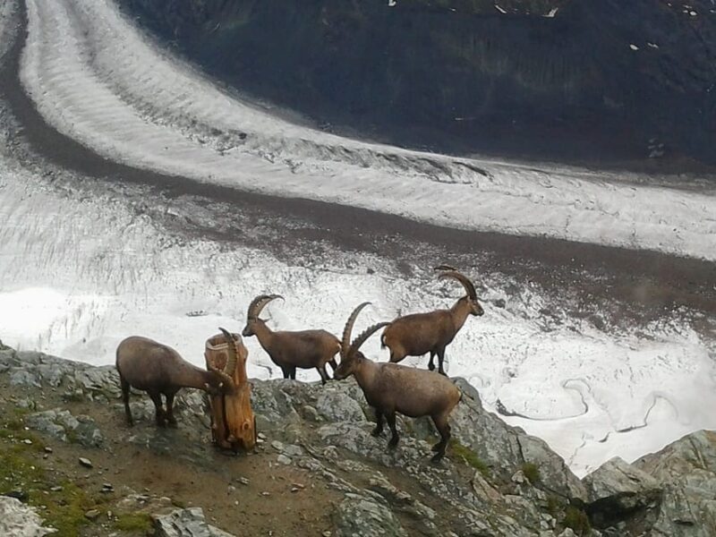Zermatt & Mt. Gornergrat Small Group Day Trip from Zürich - FAQs