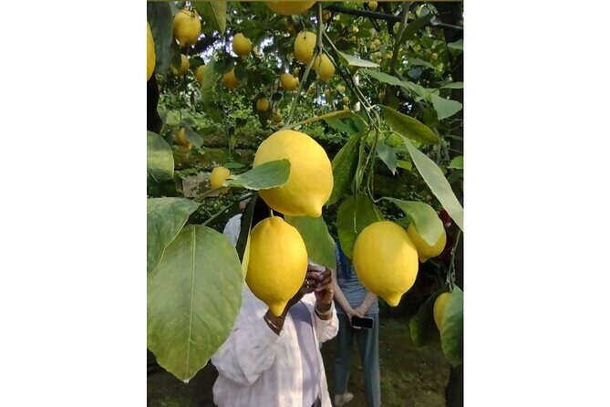 Zì Teresa Lemon Food Tasting Activity - Practical Info and Planning Tips