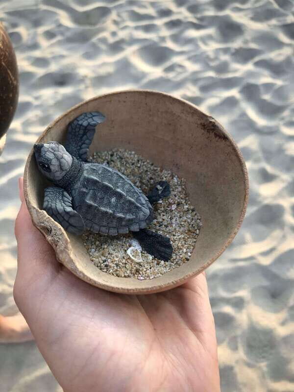Zihuatanejo, Guerrero: Turtle Release Experience - What You’ll Actually Do
