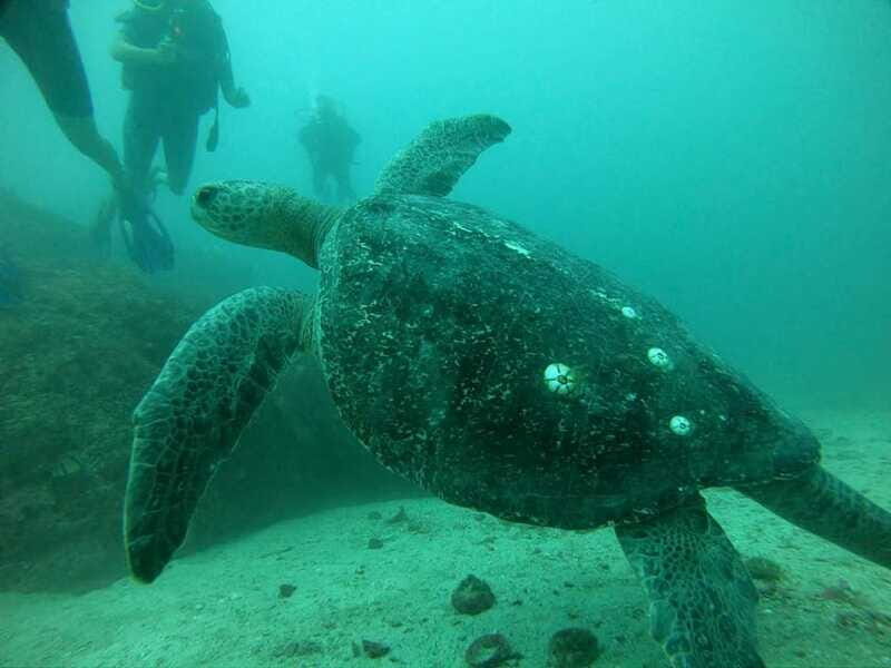 Zihuatanejo: Marine Life Observation Tour - What to Expect from the Marine Life Observation Tour