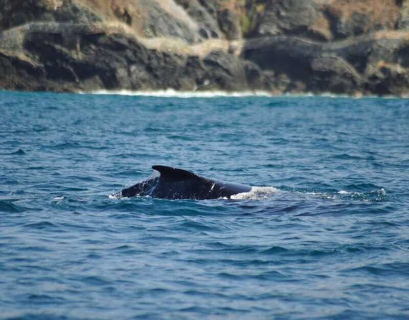 Zihuatanejo: Marine Life Observation Tour - Logistics and Practicalities