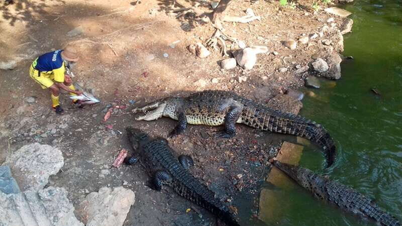 Zihuatanejo: Snorkeling Trip to Ixtapa Island with Lunch - A Deeper Dive Into the Itinerary