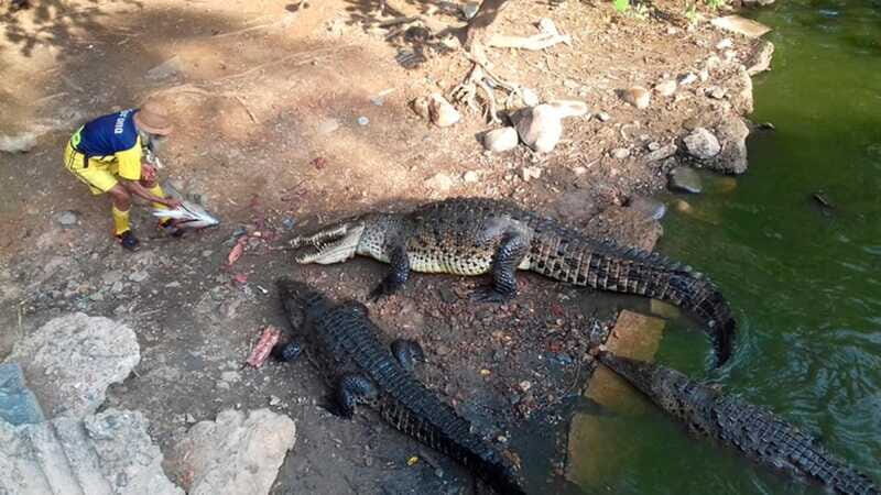 Zihuatanejo: Snorkeling Trip to Ixtapa Island with Lunch - Who Will Love This Tour?