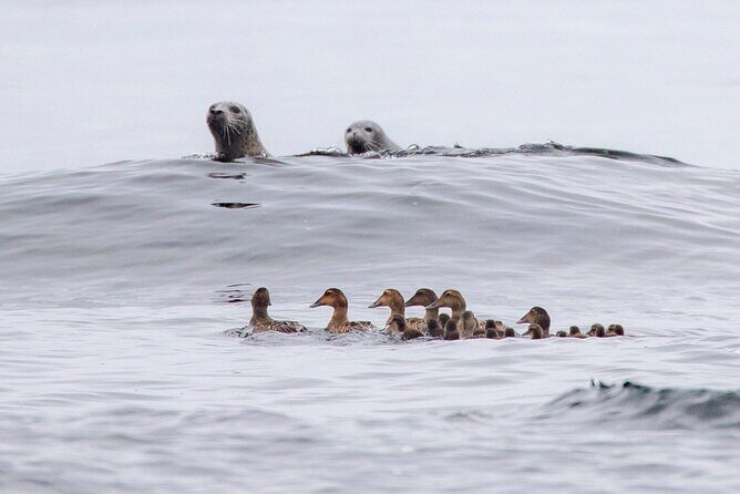 Zodiac Coastal Tour with Naturalist Guide: Lunenburg - Practical Details and Tips