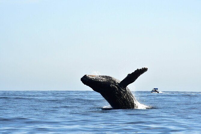 Zodiac Whale Watching Adventure - Incl FREE photos - A Realistic Look at the Experience