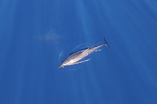 Zodiac Whale Watching Adventure - Incl FREE photos - The Value of the Experience