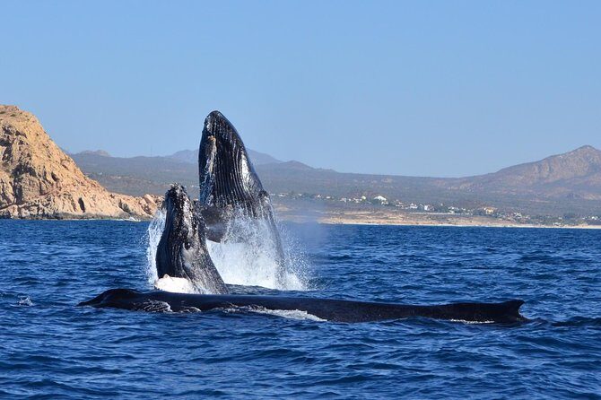Zodiac Whale Watching Adventure - Incl FREE photos - Who Should Consider This Tour?