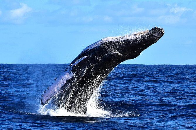 Zodiac Whale Watching Adventure - Incl FREE photos - Final Thoughts