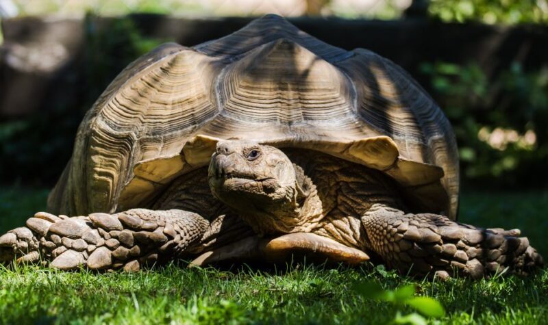 Zoo al Maglio: 1-Day Ticket for the Jungle of Ticino - An Honest Look at Zoo al Maglio