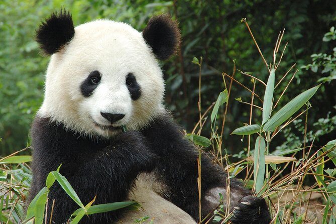 Zoo Of Beauval - Private Trip - A Closer Look at the Tour Experience