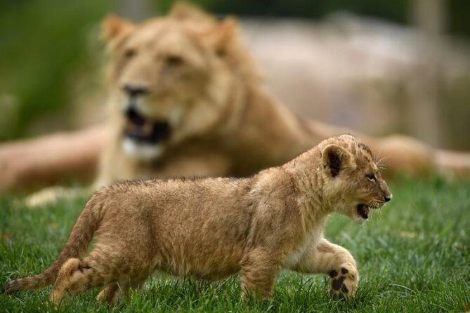 Zoo Of Beauval - Private Trip - Who Should Consider This Tour?