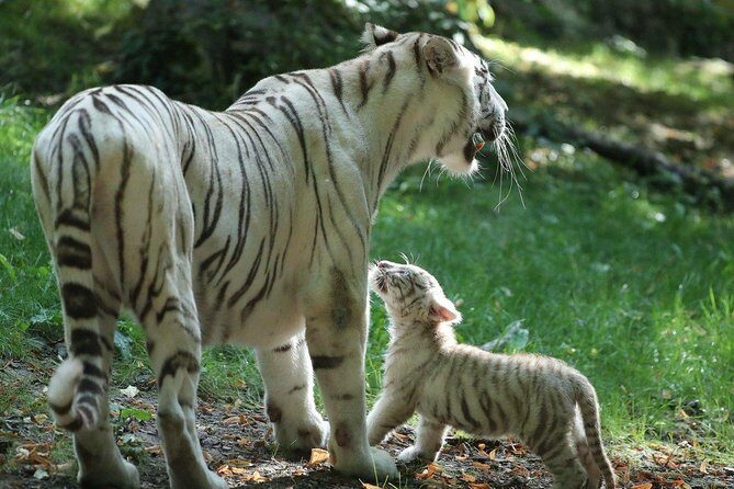 Zoo Of Beauval - Private Trip - FAQs