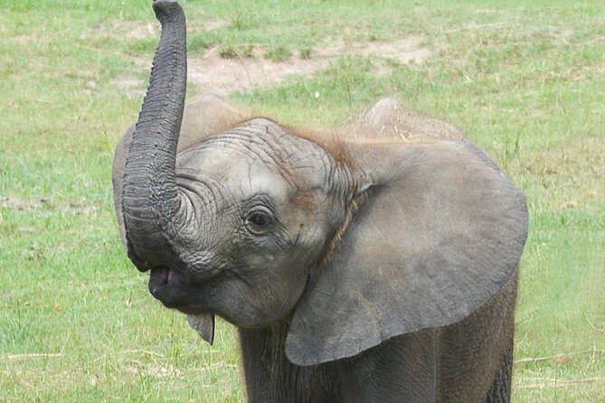 ZooTampa at Lowry Park Admission Ticket - Final Thoughts: Who Is This Experience Best For?