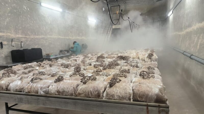 Zurich's best-kept secret: the hidden world of mushrooms! - Exploring Zurich’s Secret Mushroom World